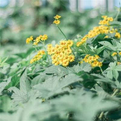 太空狼人格斗游戏下载
